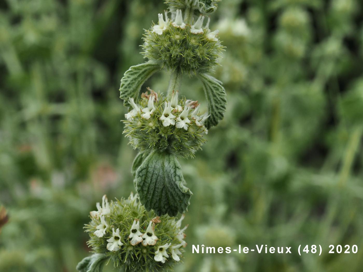 Horehound, White flower